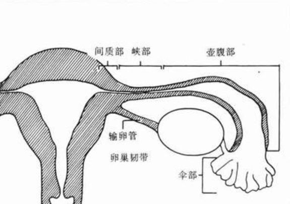 子宫|受精卵迷路，准妈妈相当危险！