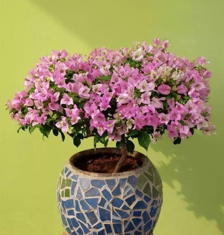 长寿|一棵长寿的花,124个花箭,开花,锅盖打开的方法