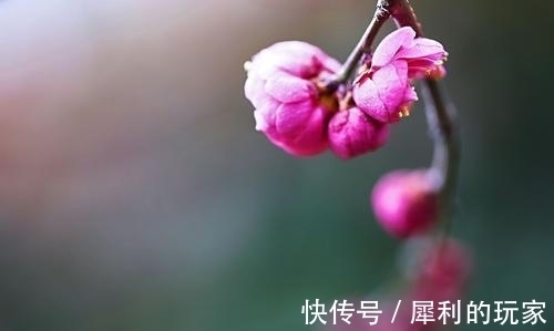 红豆|8月底，红豆花开，缘分将至，四季有你，旧情回暖，让爱情继续