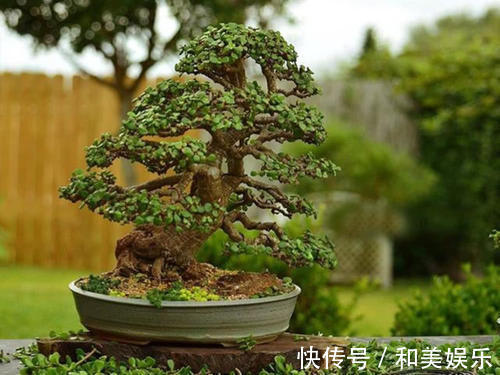 老桩|养了2年的玉树，轻松长成传家宝，掌握这个技巧，你也可以！