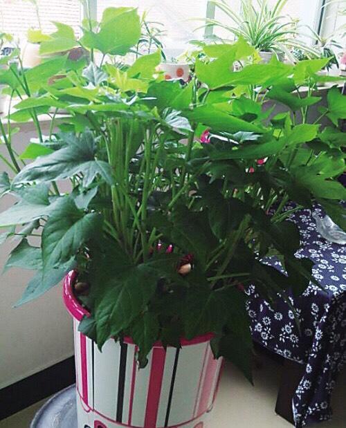 阳台上最好养的“3种菜”,种一次,吃不完,收获一盆又一盆