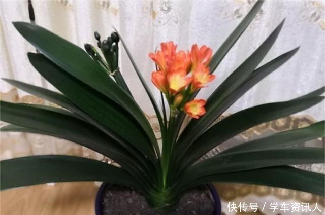 君子兰|君子兰不开花,原来是“这”惹的祸!赶紧纠正,很快就有花可赏!