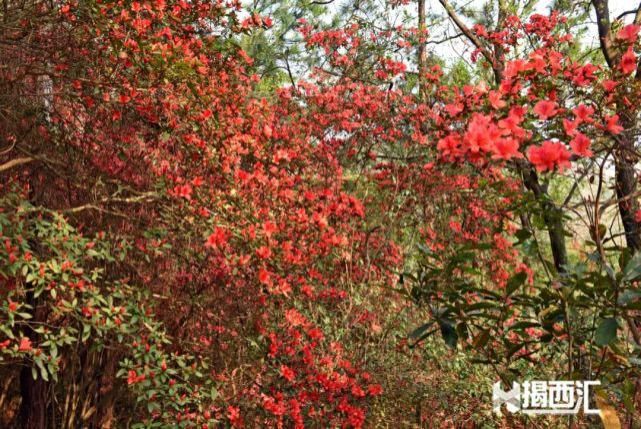 龙山杜鹃怒放，赏花正当时，点缀揭西的绿水青山