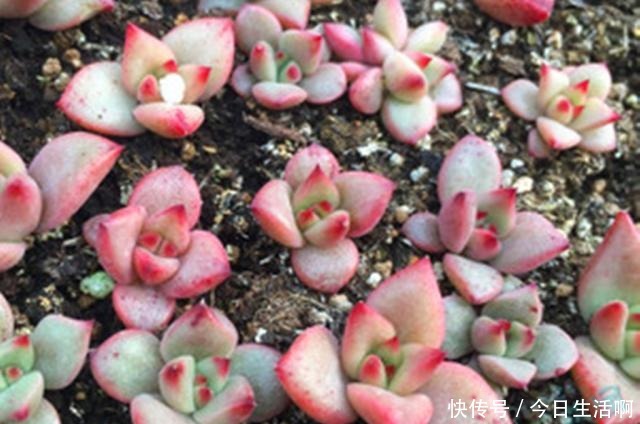 多肉长得快不快，土壤很关键，多肉分类配土的7种方法！