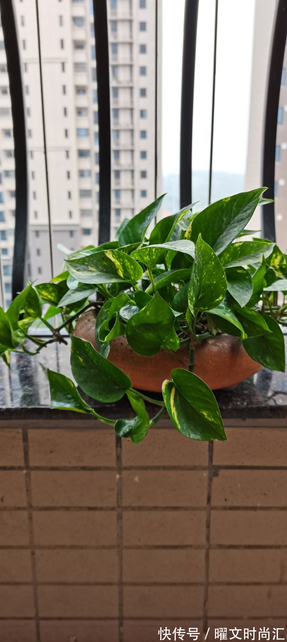 天生带“争议”的植物，有人觉得不吉利，有人觉得无所谓