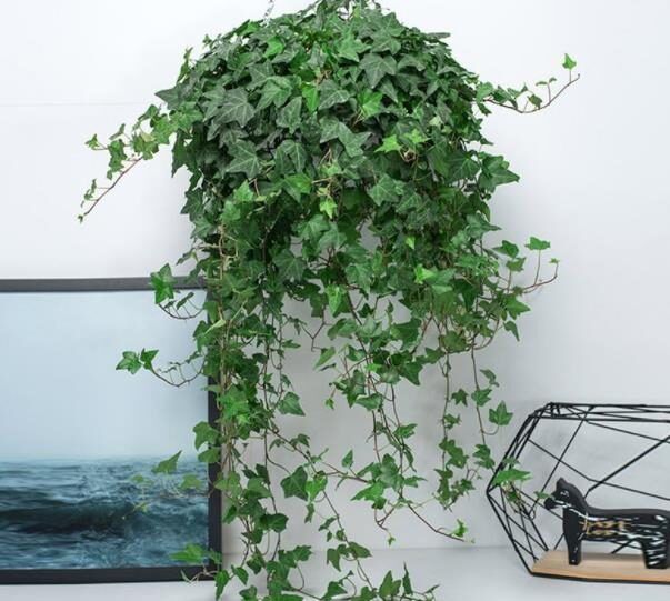 卧室摆上5种漂亮花，改善空气有助睡眠，一养就上瘾