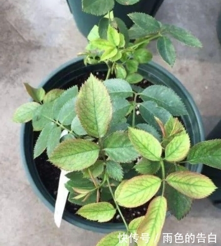 月季半死不活的吗,整顿的机会到了