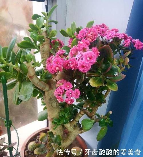 玉树嫁接长寿花,1树开3色,谁见谁喜欢