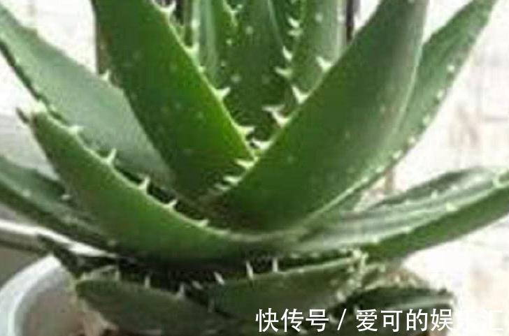 阳台养花总烂根，黄叶，不开花，3个关键要知道，不能忽略