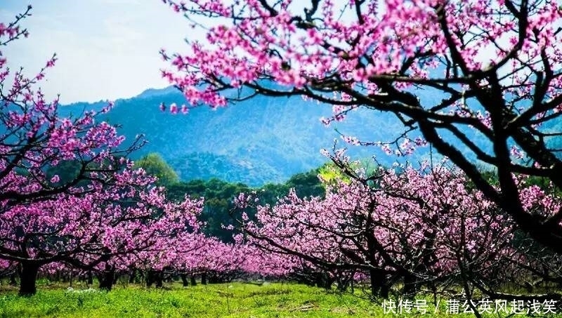 春季赏花好去处～竹林关桃花谷，赏春日胜景，看十里桃花！