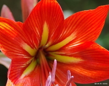 家养君子兰总是难开花养花三十年的大爷亲自教你养到花开爆满盆