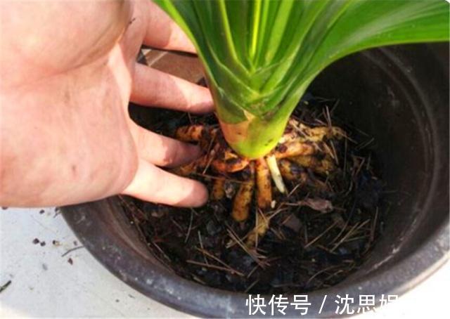 土壤|花盆里长虫子土壤“消消毒”才关键,教你3招,养啥都放心