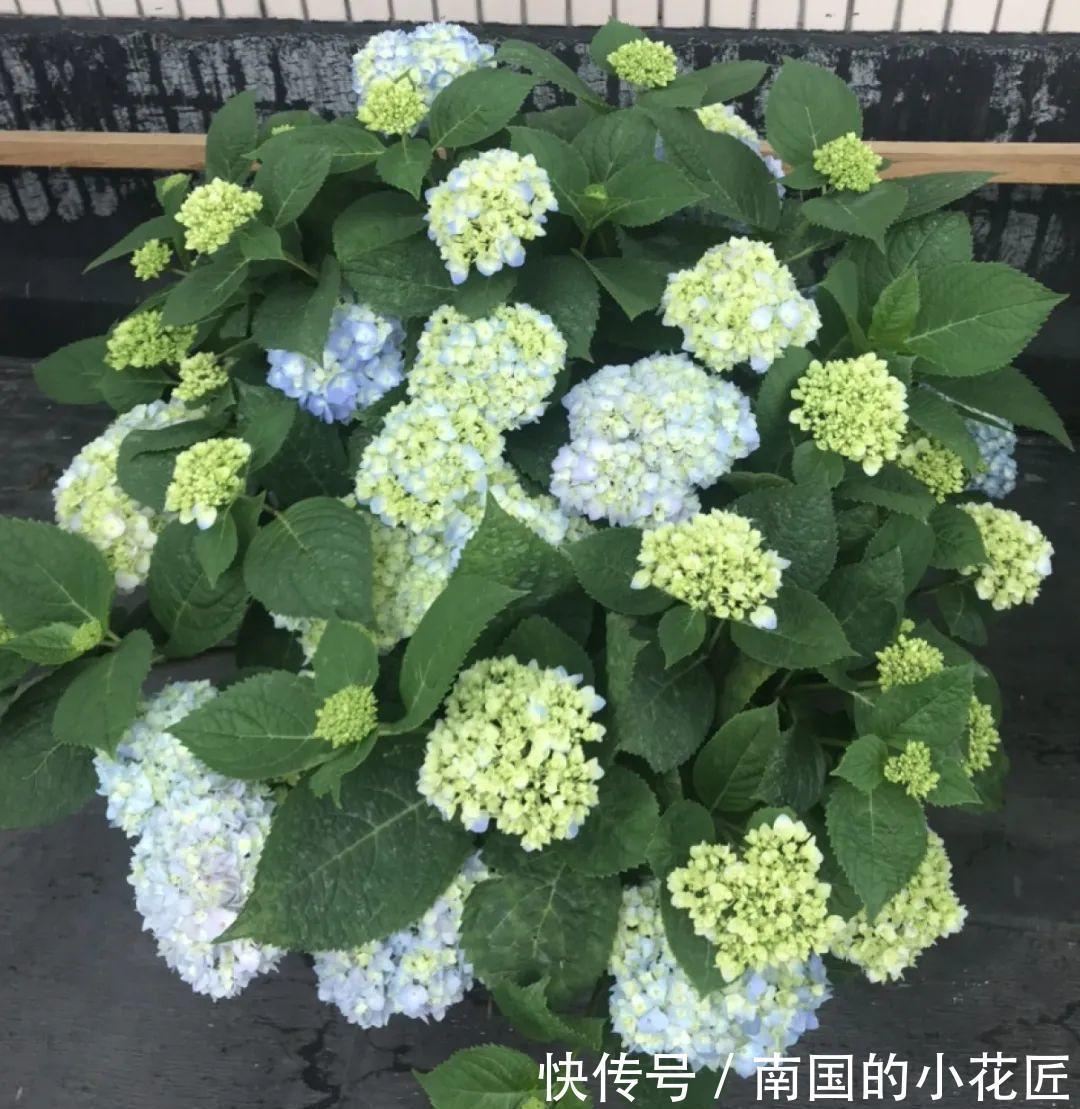 叶片|夏天怕晒的花，赶紧搬到阴凉地儿，再晒成枯杆了