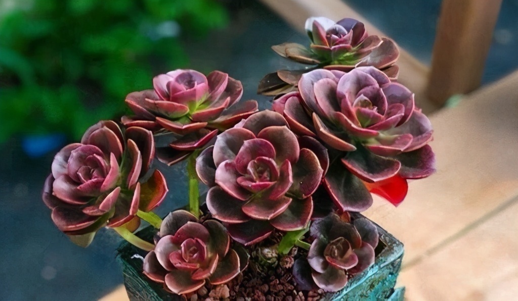 普货|6款多肉大普货，完全靠实力征服花友，养护简单出状态真好看