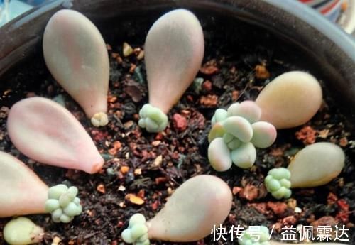 育苗|天冷扦插花草,技术再娴熟也没用,只有做到这些才能早生根发芽