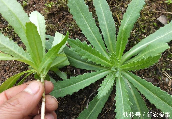 野菜|年纪大点的人都知道是种很好的野菜，能遇到的话就有福气了！