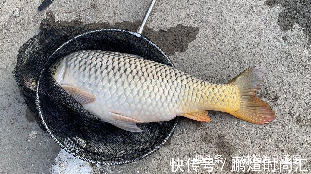 这才是玉米最牛用法,学会之后,狂拔大鲤鱼十拿九稳哦!