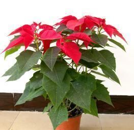 家有孕妇这些花卉可不能养,不然容易出现问题!