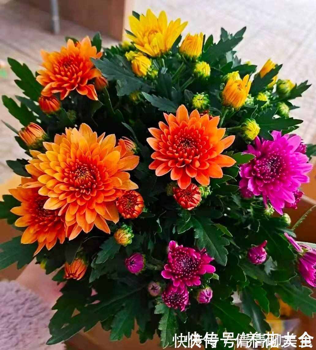 冬天养花，早上少做4件事，花草平平安安度过冬天