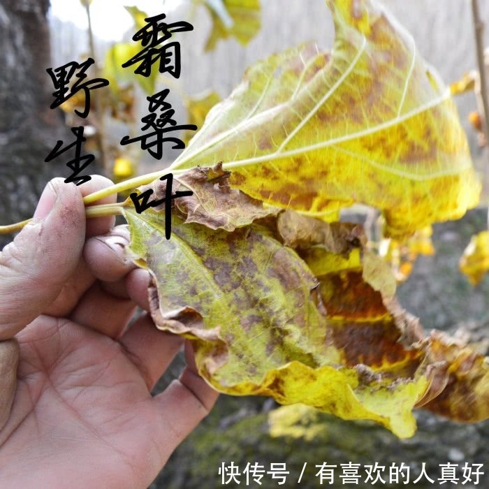 糖尿病人|4种茶是天然“胰岛素”，糖尿病人常喝点，降血糖，远离并发症