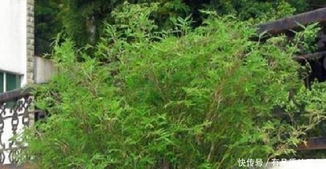 此竹最适合栽种在家,是顶级观赏盆景,做好3点,让它轻松长茁壮!