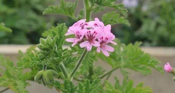 蚊子不喜欢的“5种花”,好养又漂亮,为了家人,值得多养三四盆