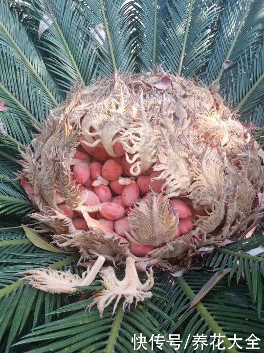 4种有毒花别养家里,出门也要离远点,因为有毒