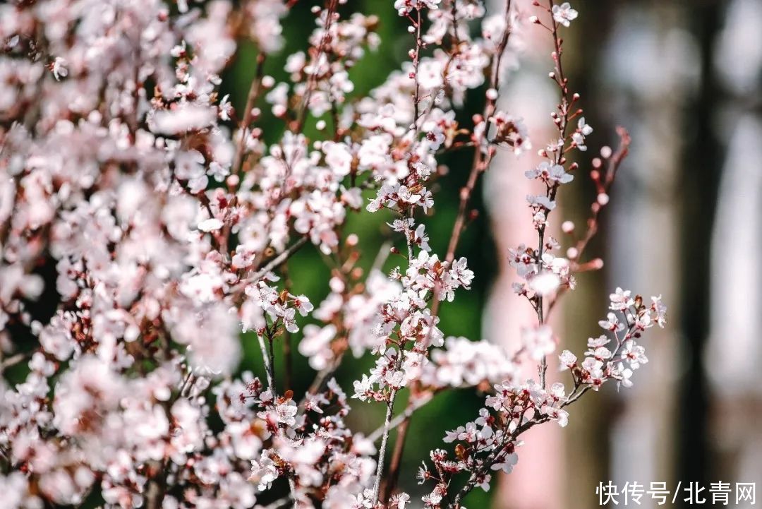 高校“校花”大比拼