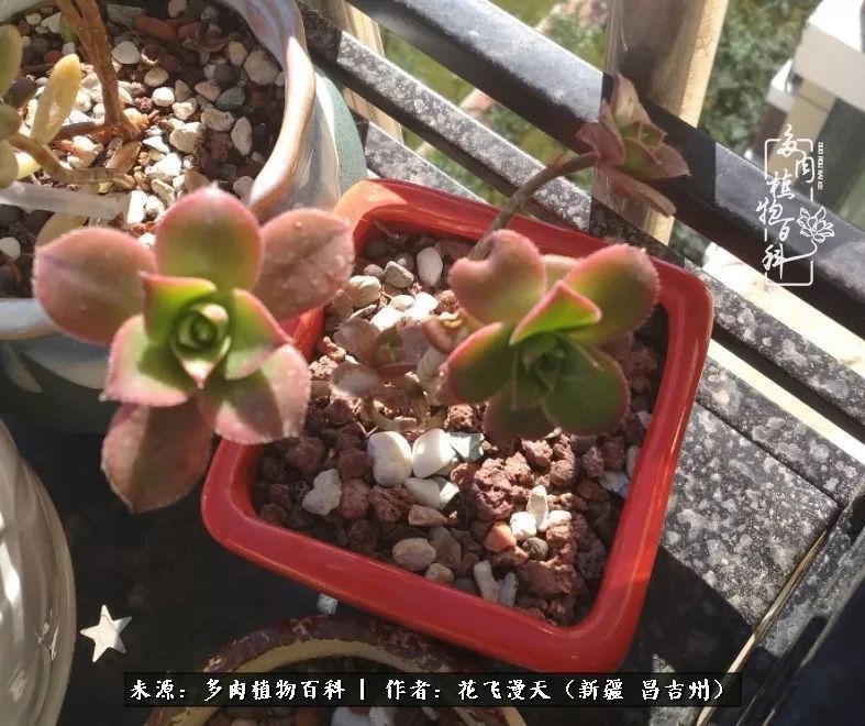 对多肉是发自内心的喜欢,心甘情愿被它们俘虏!