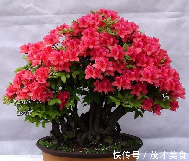 调味料用来养花,不黄叶,生根爆盆分分钟!