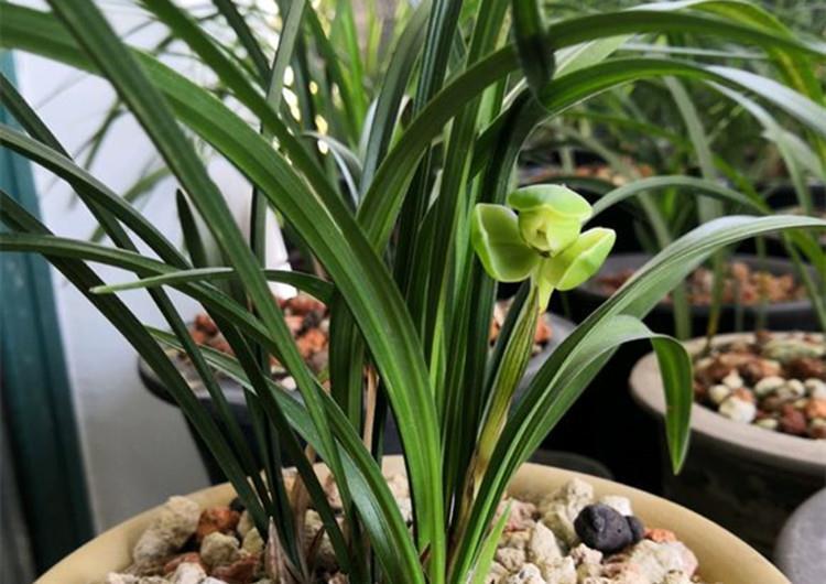 养兰花,给它喷点“生根水”,大白根直冒,长得肥肥壮壮!