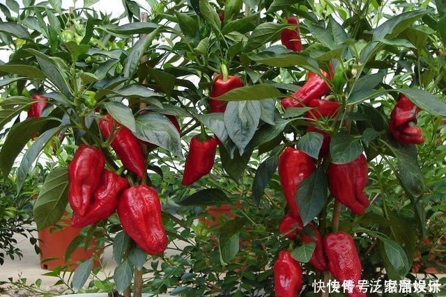 阳台种菜,种3种速生菜,30天就采摘,叶子肥嫩,硕果累累