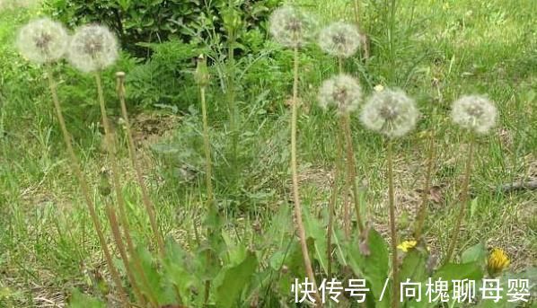 小知识|蒲公英被誉为“草药皇后”，4大优势，3大禁忌，很多人不清楚！