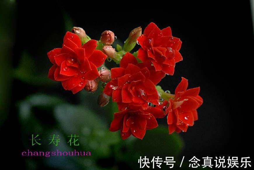 花色|丹麦盆栽花卉之冠圣诞伽蓝菜长寿花色丰富,理想的室内花卉
