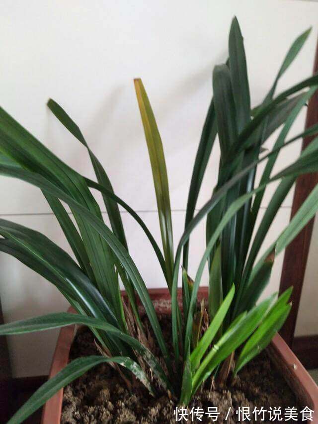 兰花被我养得面黄肌瘦黄叶掉叶怎么办3点措施还可以拯救一下