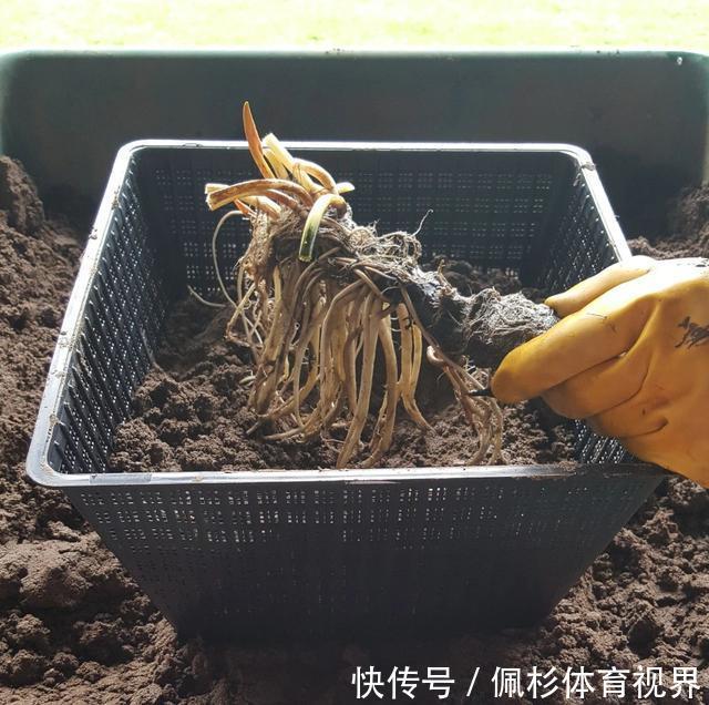 睡莲叶子老是烂,水里长虫,怎么促进开花?这些问题都统一回答了