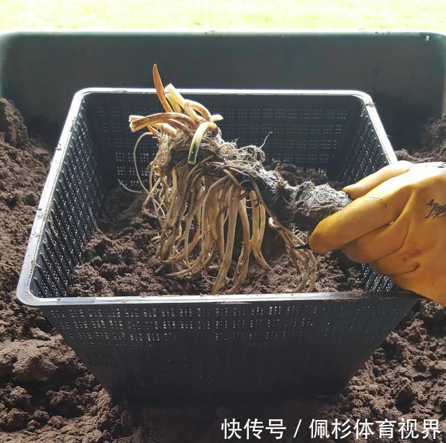  睡莲叶子老是烂，水里长虫，怎么促进开花？这些问题都统一回答了