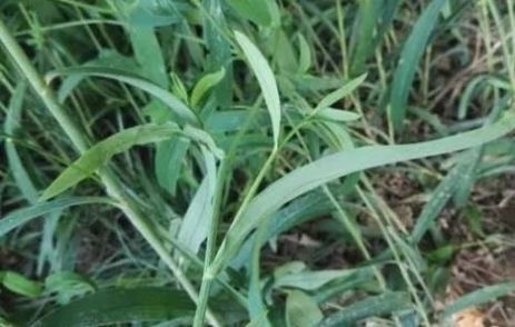 农村一稀罕植物,遇到了不要随意采挖,植株能保健肝脏,价值珍贵