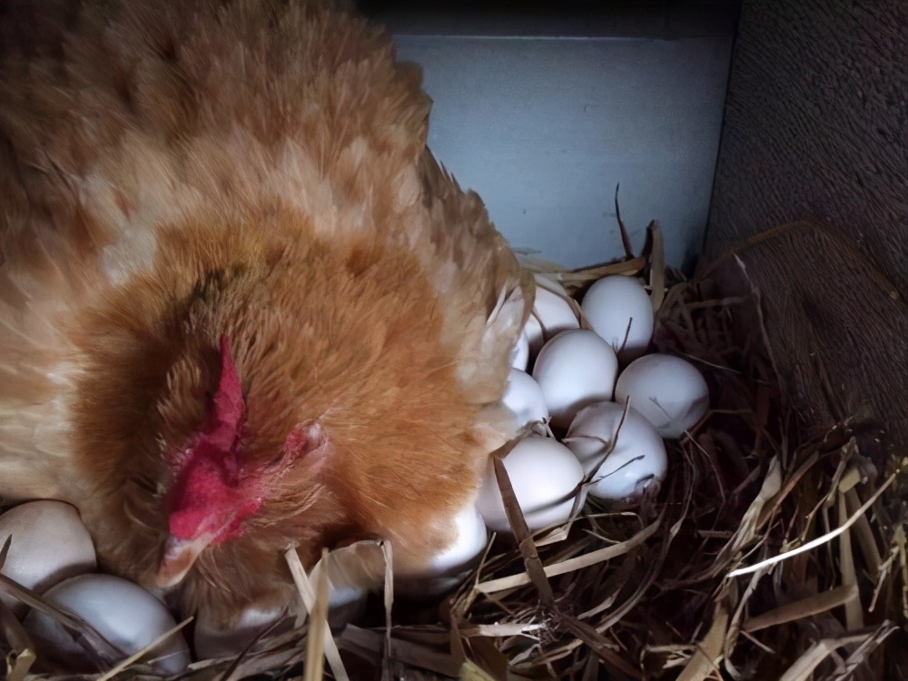 才子|上联“母鸡下蛋,谷多谷多,只有一个”,才子对出下联,堪称经典