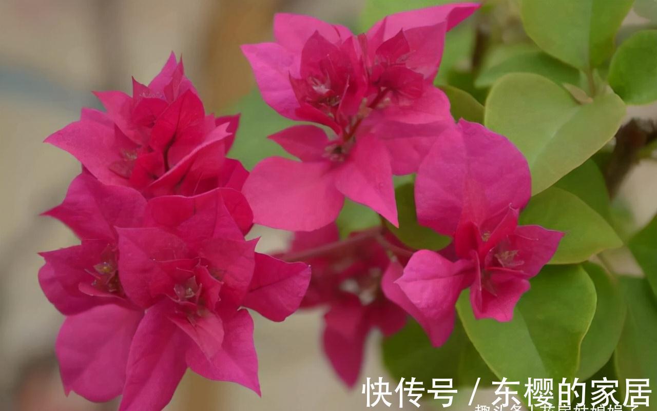 这4种花，适合在秋季进行扦插繁殖，快行动起来吧！