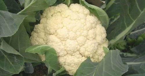 宁愿不吃,也别碰4种“蔬菜”,寄生虫“成堆”,沸水都杀不死