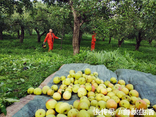 香味|人称“梨中之王”，果肉自带果香味，一斤卖5元，可以种植吗