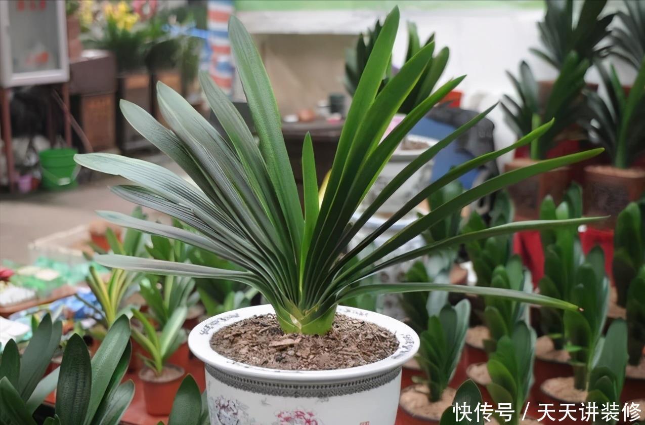 花店|五月逛花店，5种花不值得买，买了也浪费，要记得