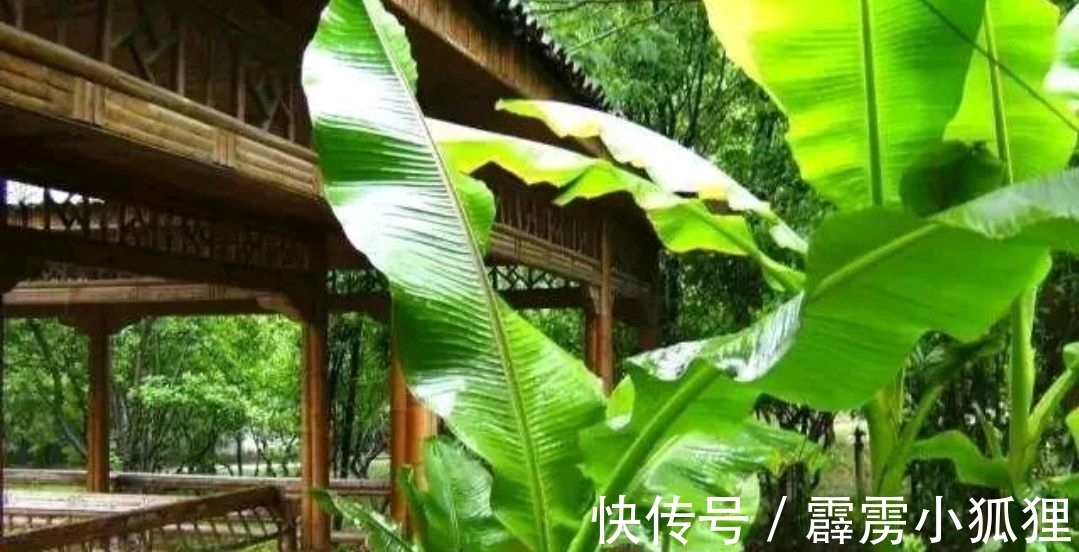 潇洒@张镃《菩萨蛮·芭蕉》,空灵含蓄,意境清幽,给人以意犹未尽之感