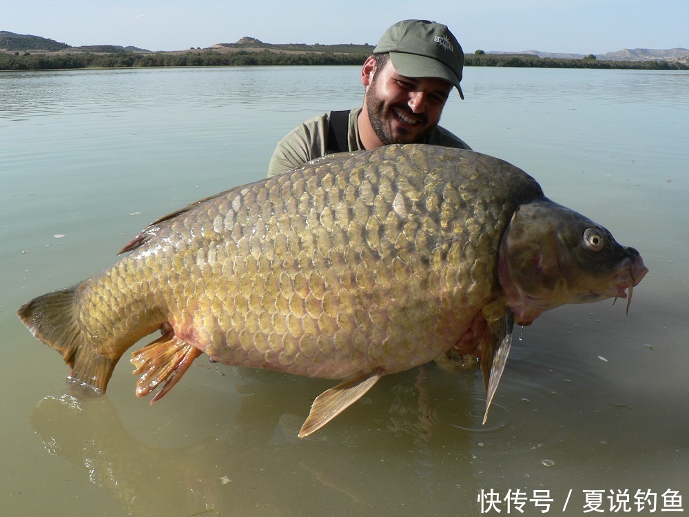 [鱼的生活规律] 鲤鱼的六大习性，中鱼需科普