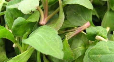 营养价值|农村常见的2种野菜,不但营养价值高,润肺止咳也有奇效!