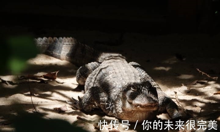 鱷魚|神奇動物在中國第二季·第5講|神奇“土龍”:我很丑但很溫柔