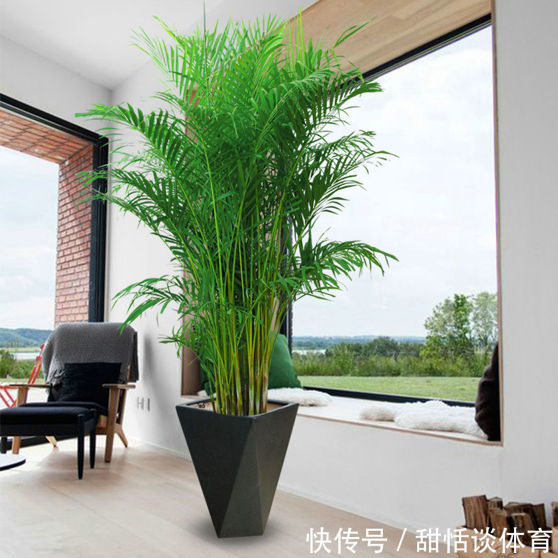 5种“养人花”，你养着它，它也养着你，家里空气清新，人健康