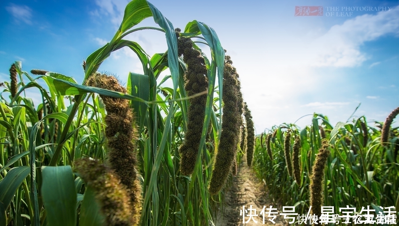 苦甲天下！中国人又一伟大壮举！一张塑料膜，将寸草不生的黄土高原变成绿洲