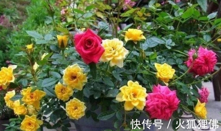 种花人|阳台养花,不妨养这些花卉,一年就能长成瀑布,花开美艳成花海